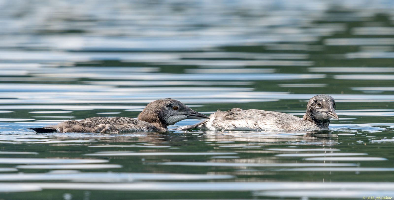 Common Loon