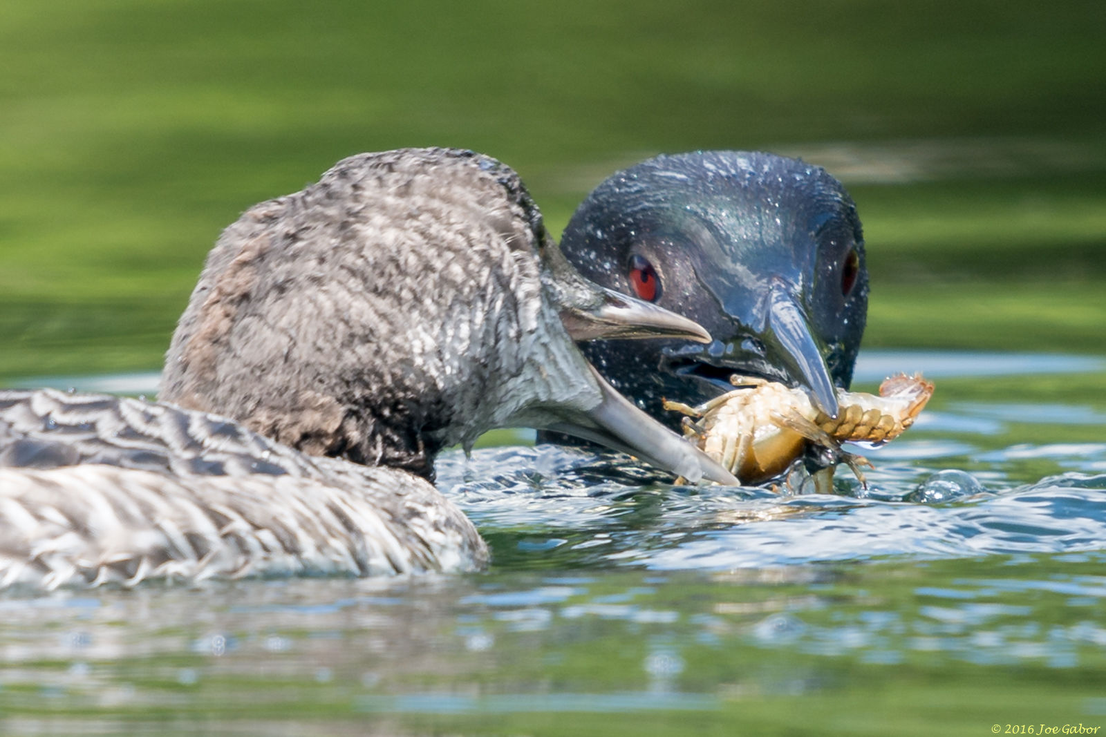 Common Loon