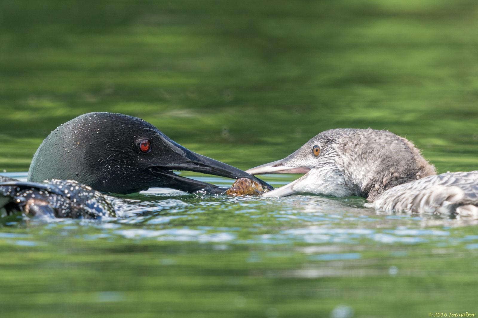 Common Loon