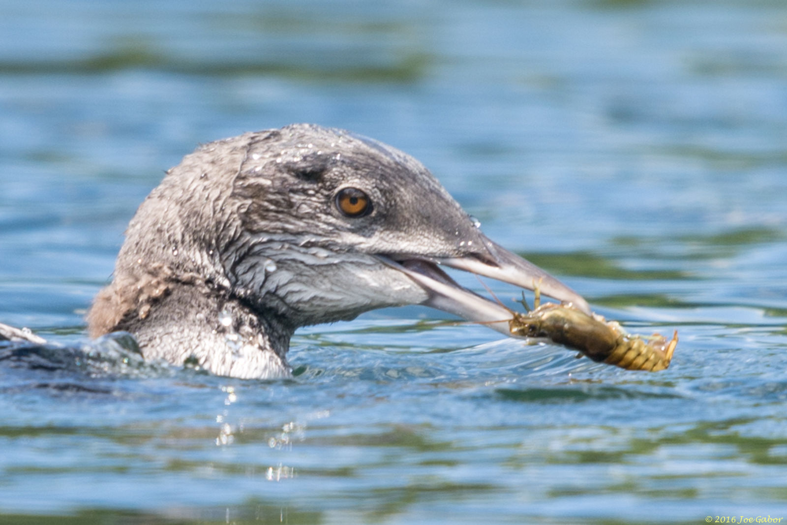 Common Loon
