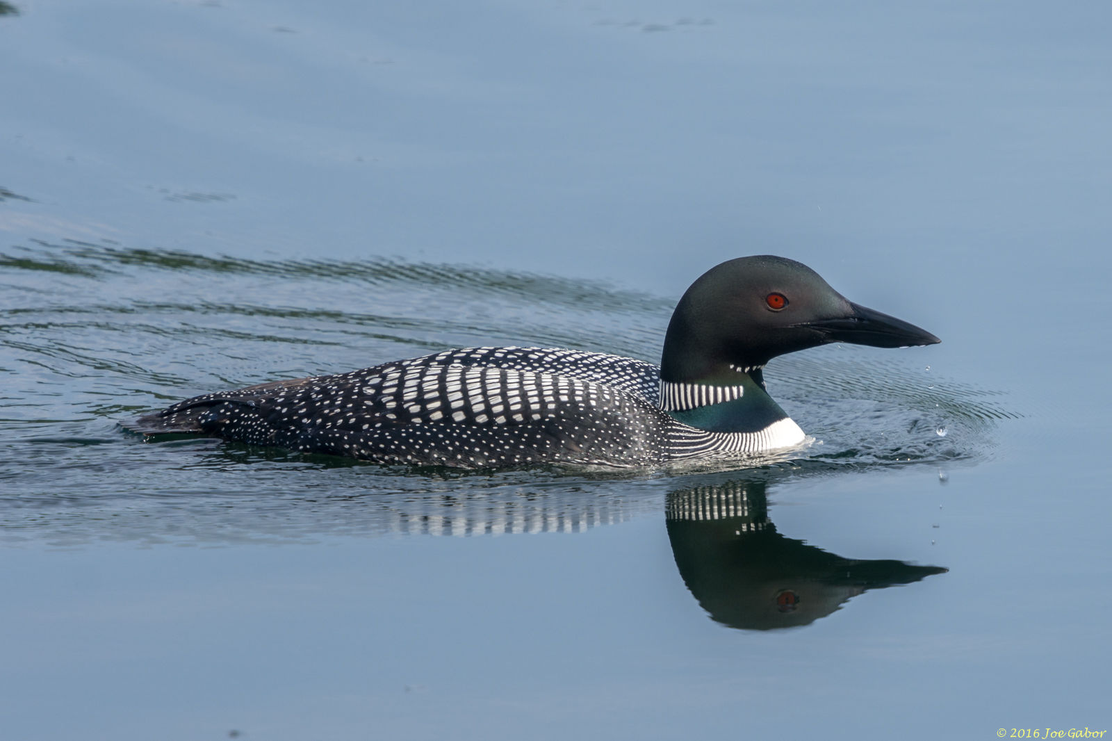 Common Loon