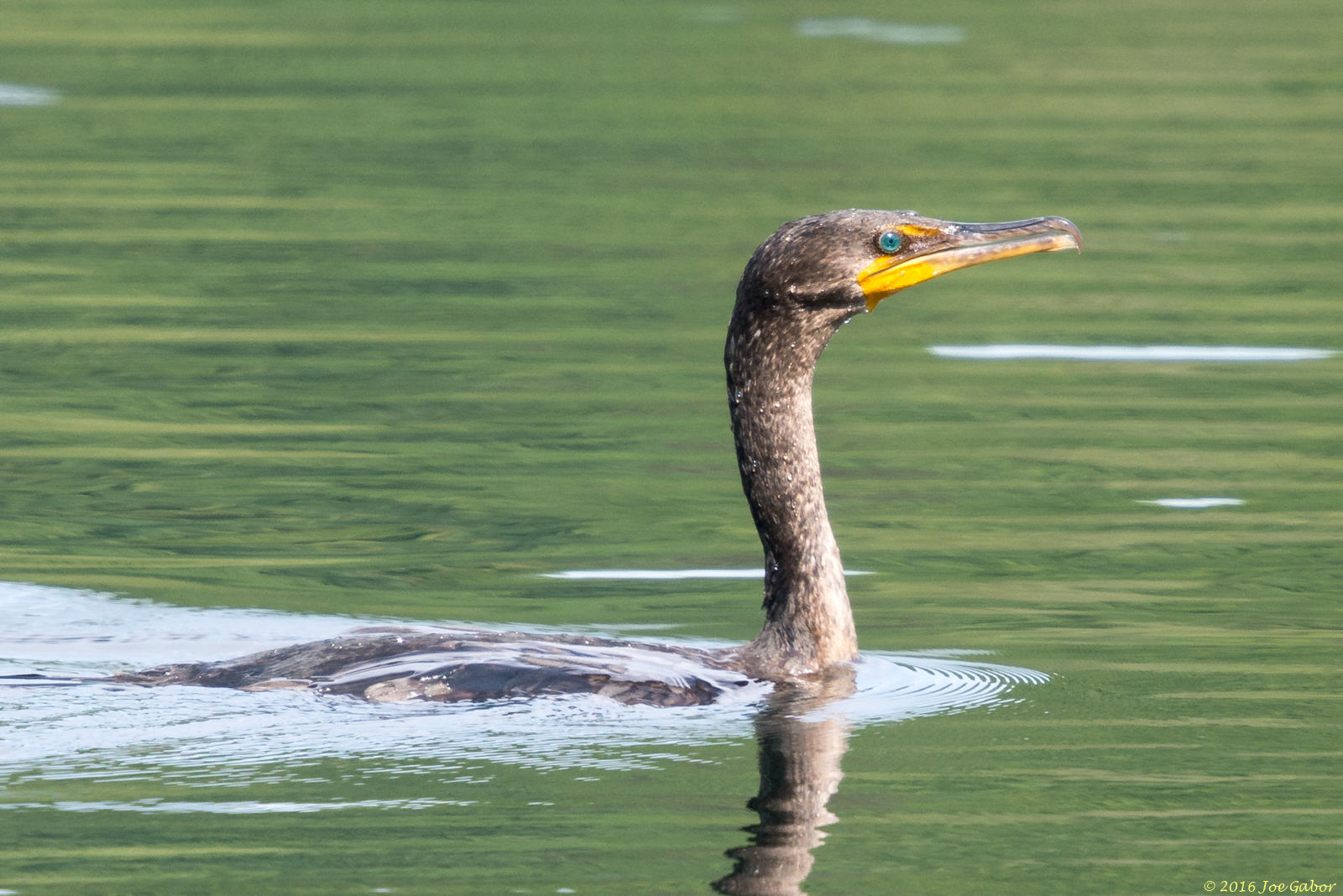 Double-crested Cormorant
