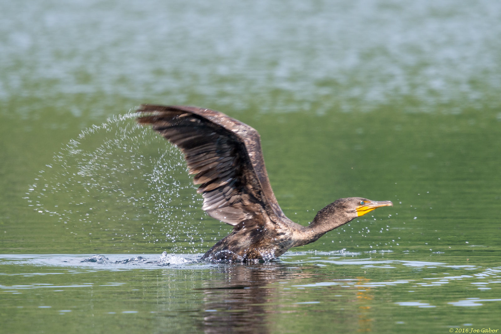 Double-crested Cormorant