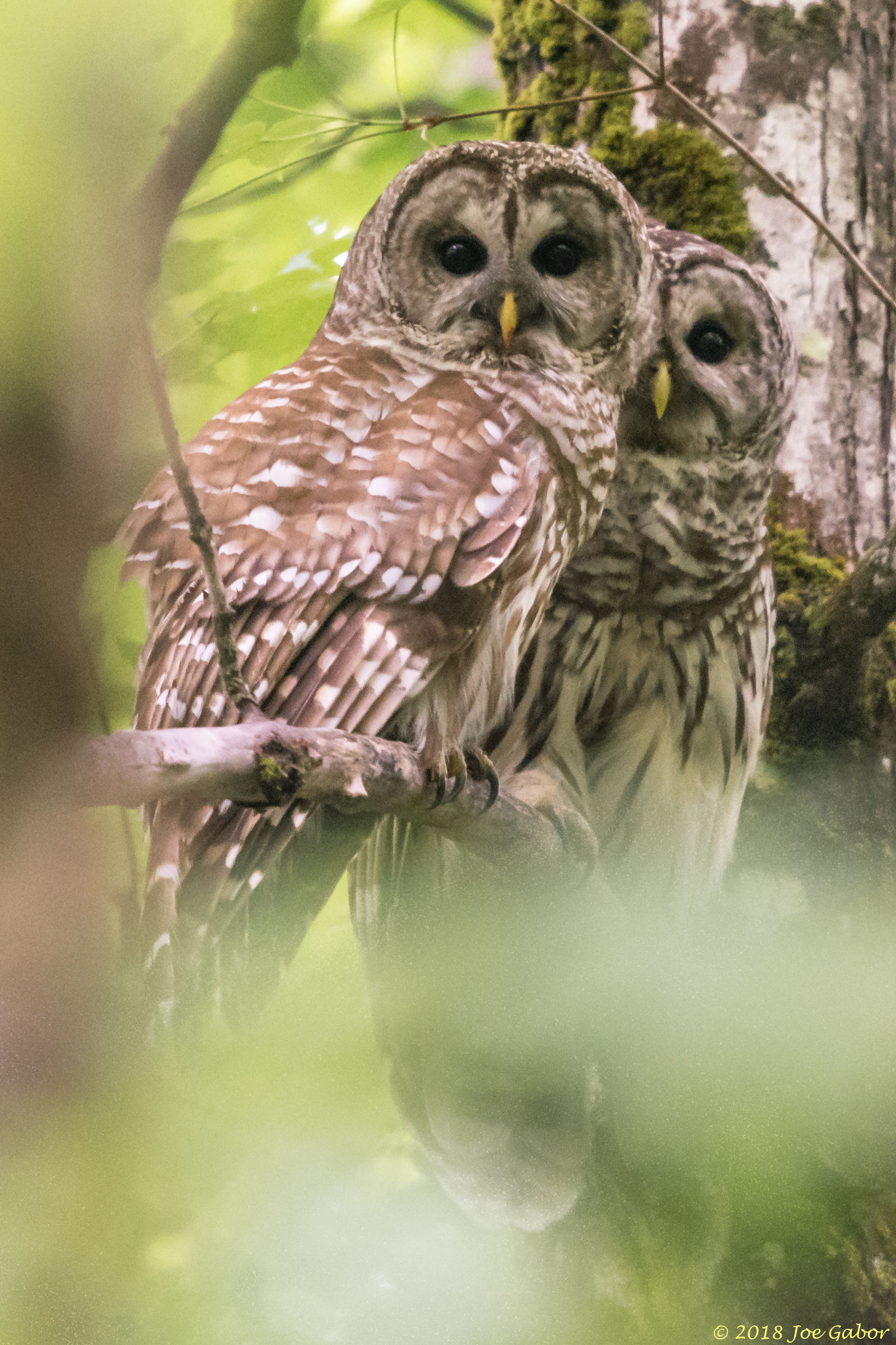 Barred Owl
Strix varia