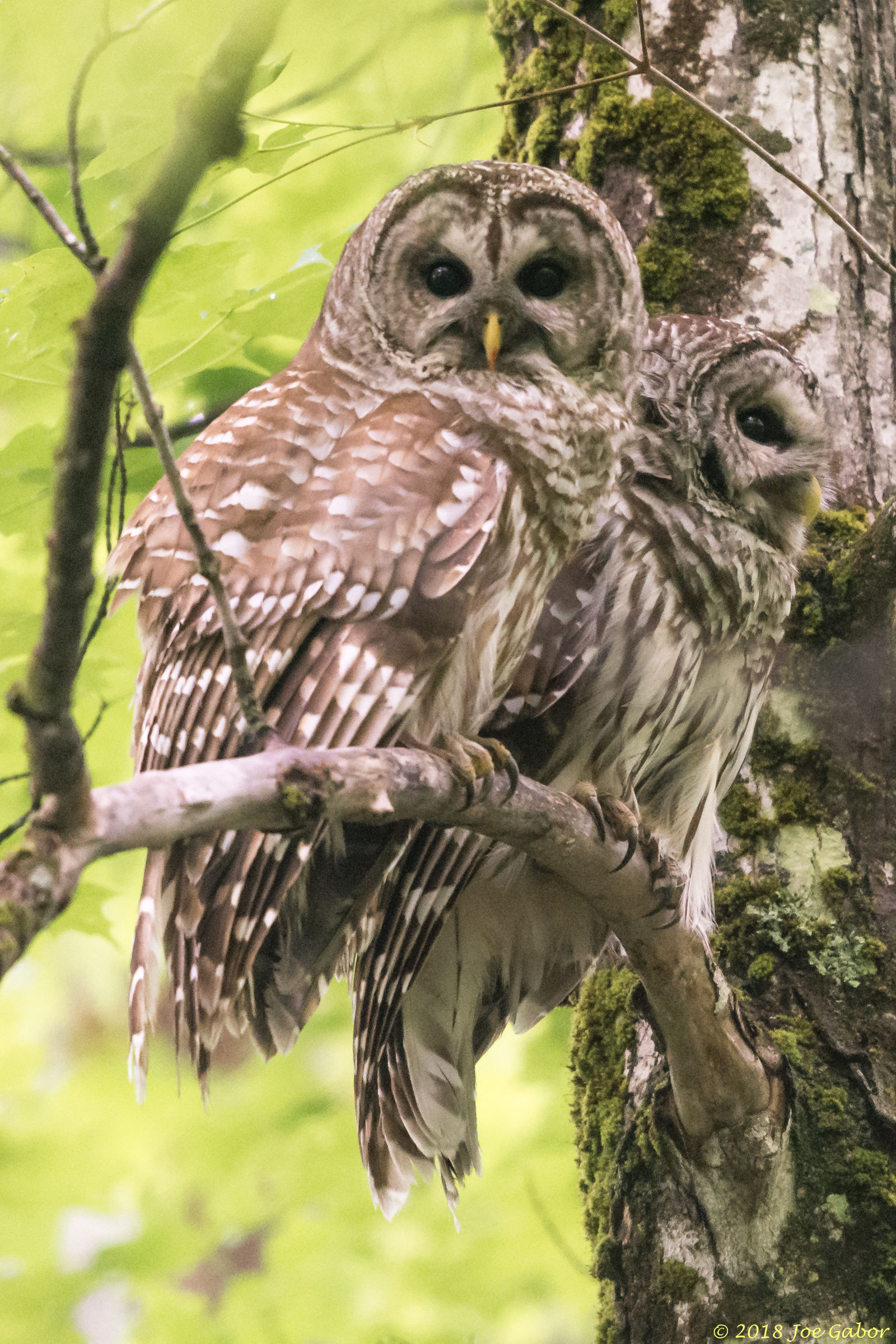 Barred Owl
Strix varia