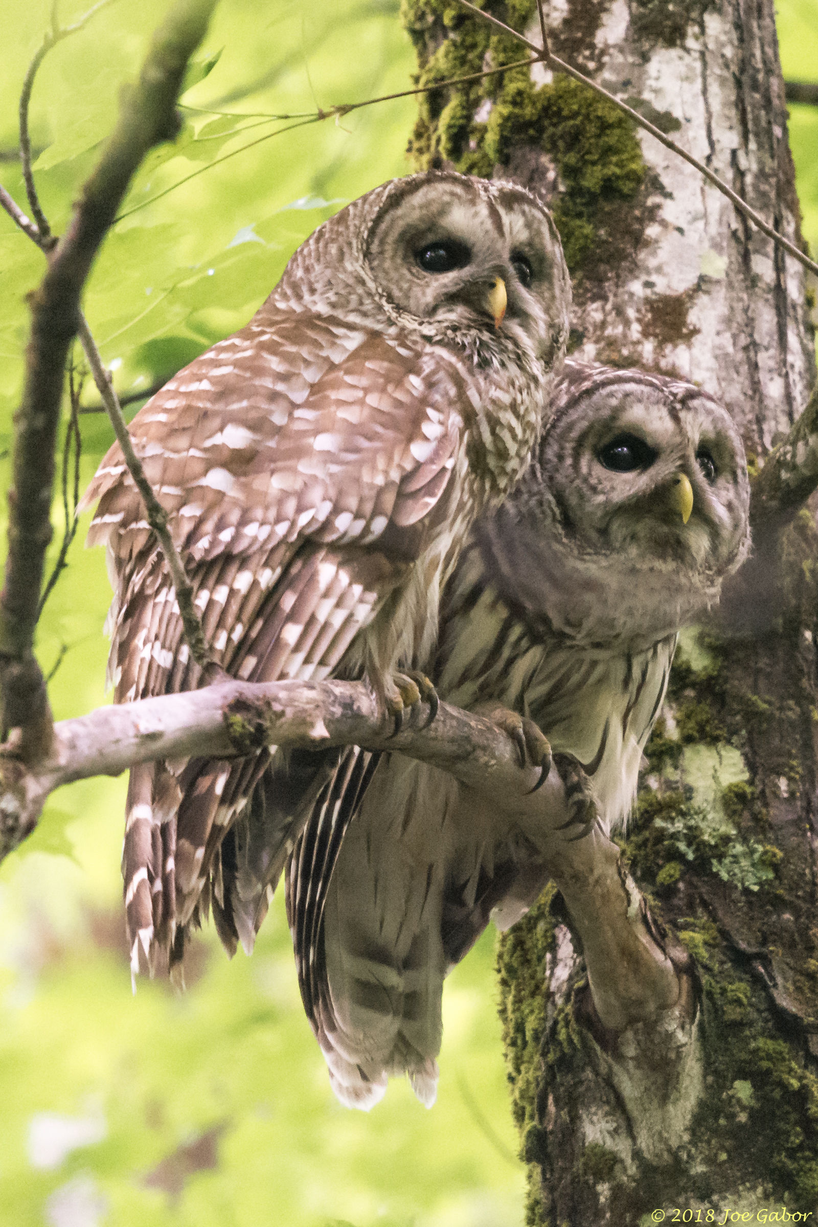 Barred Owl
Strix varia