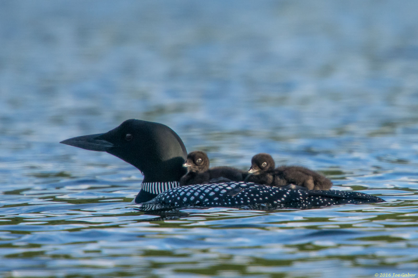 Common Loon