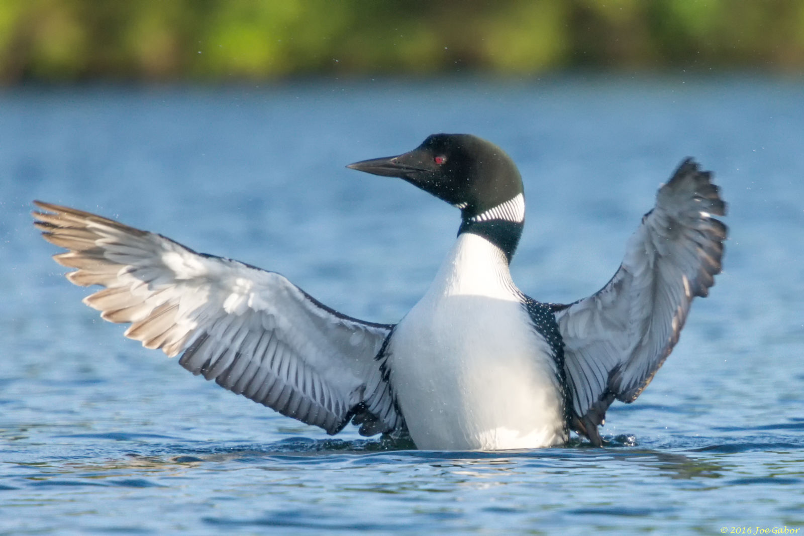 Common Loon