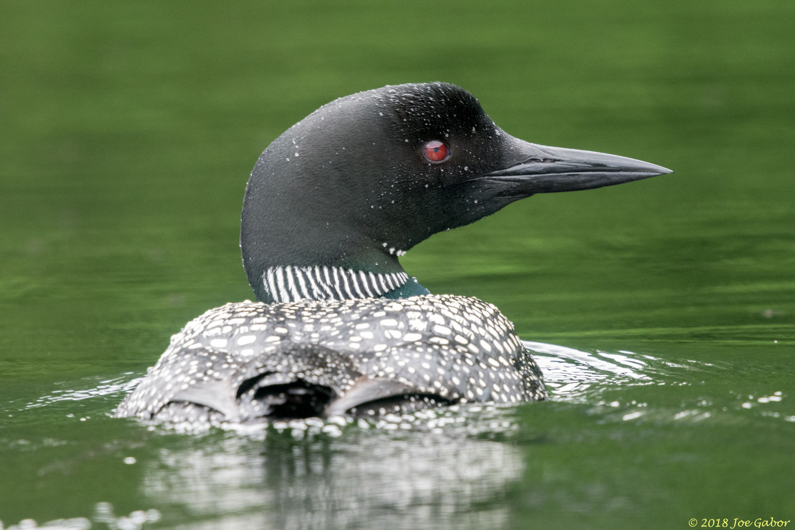 Common Loon
Gavia immer