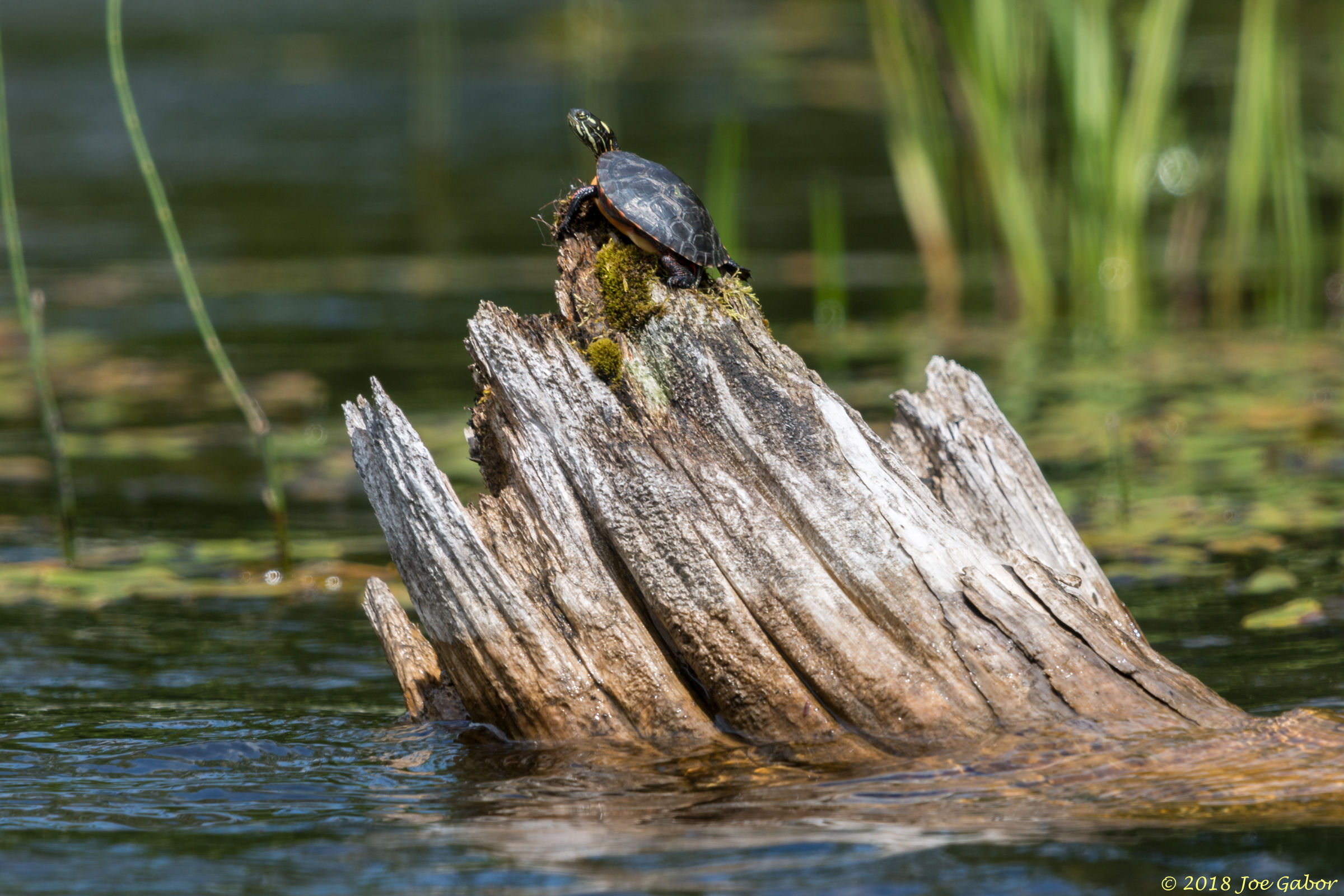 Painted Turtle (Chrysemys picta)