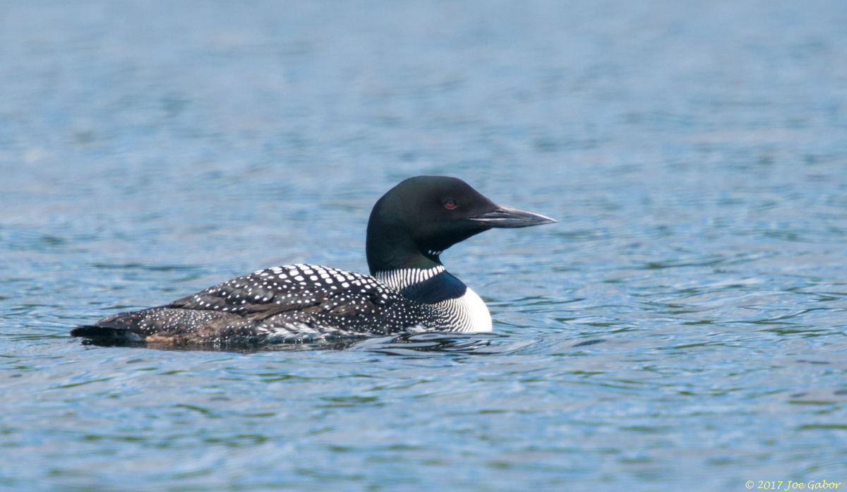 Common Loon
(Gavia immer)