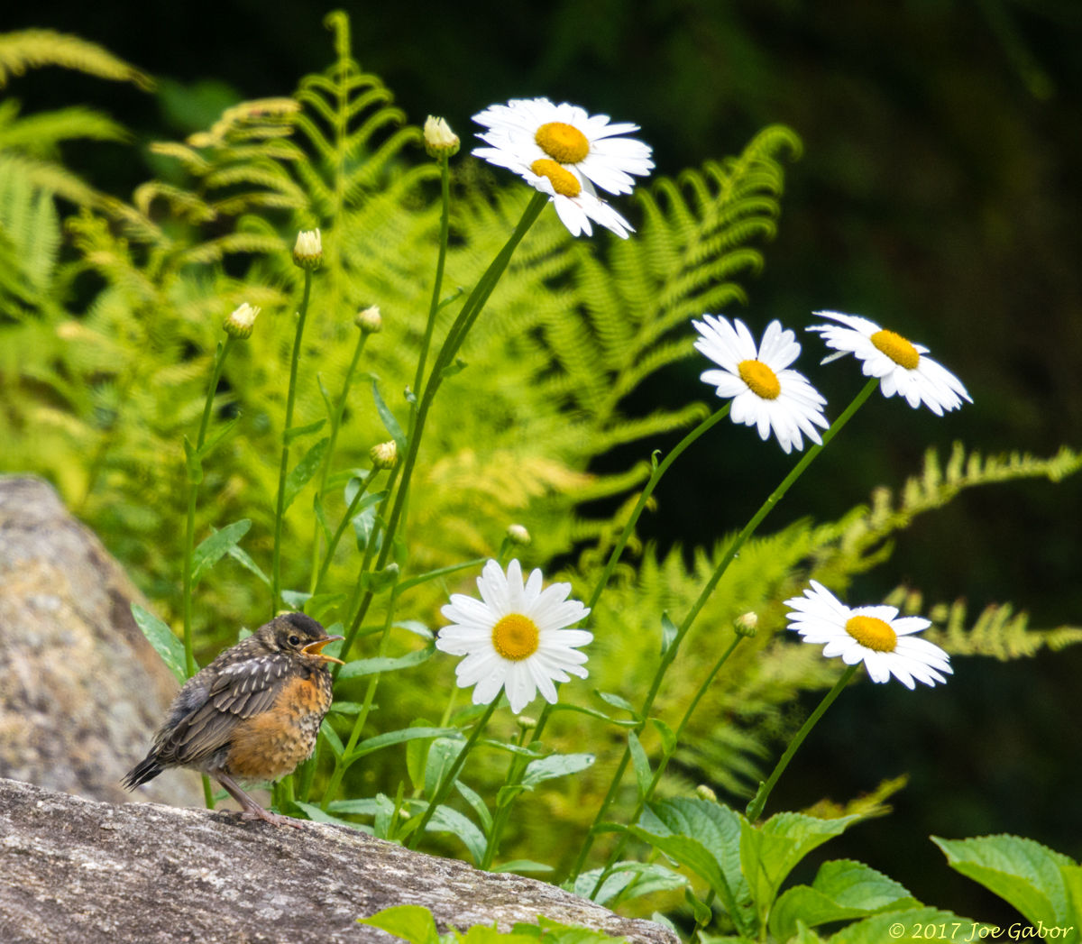 American Robin
(Turdus migratorius)