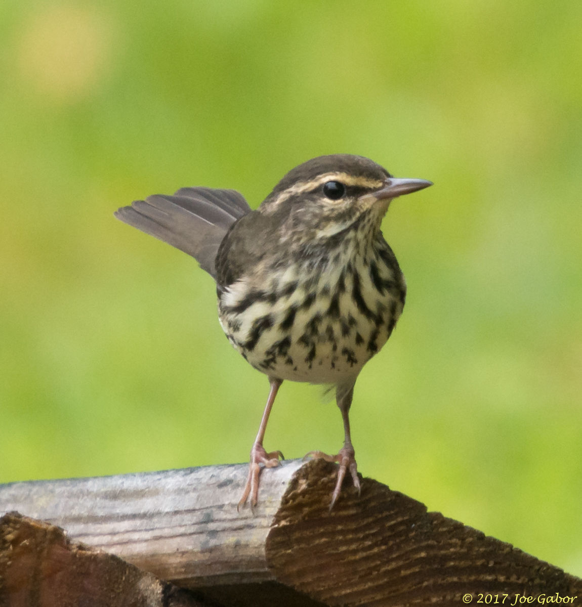 Northern Waterthrush
(Parkesia noveboracensis)