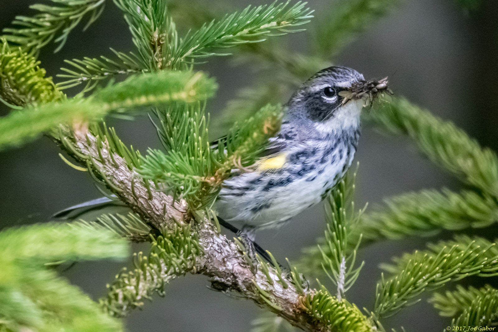 Yellow-rumped Warbler
(Setophaga coronata)