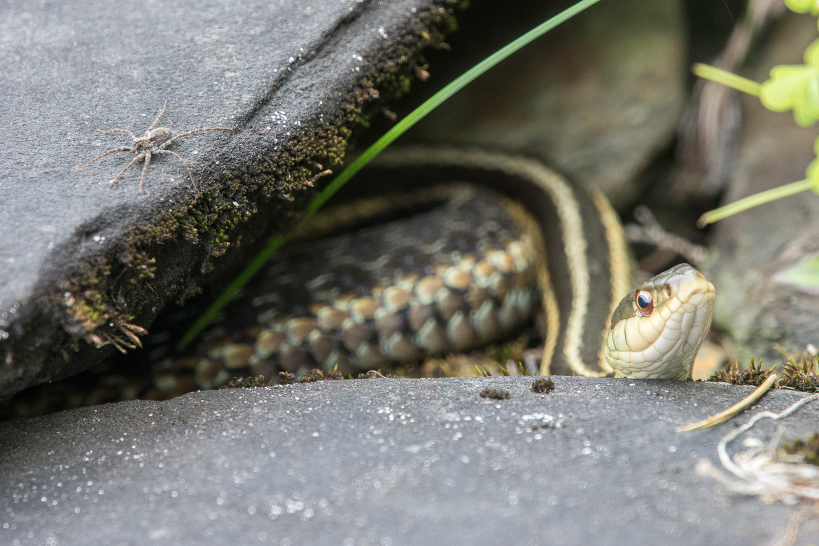 Common Garter Snake (Thamnophis sirtalis)