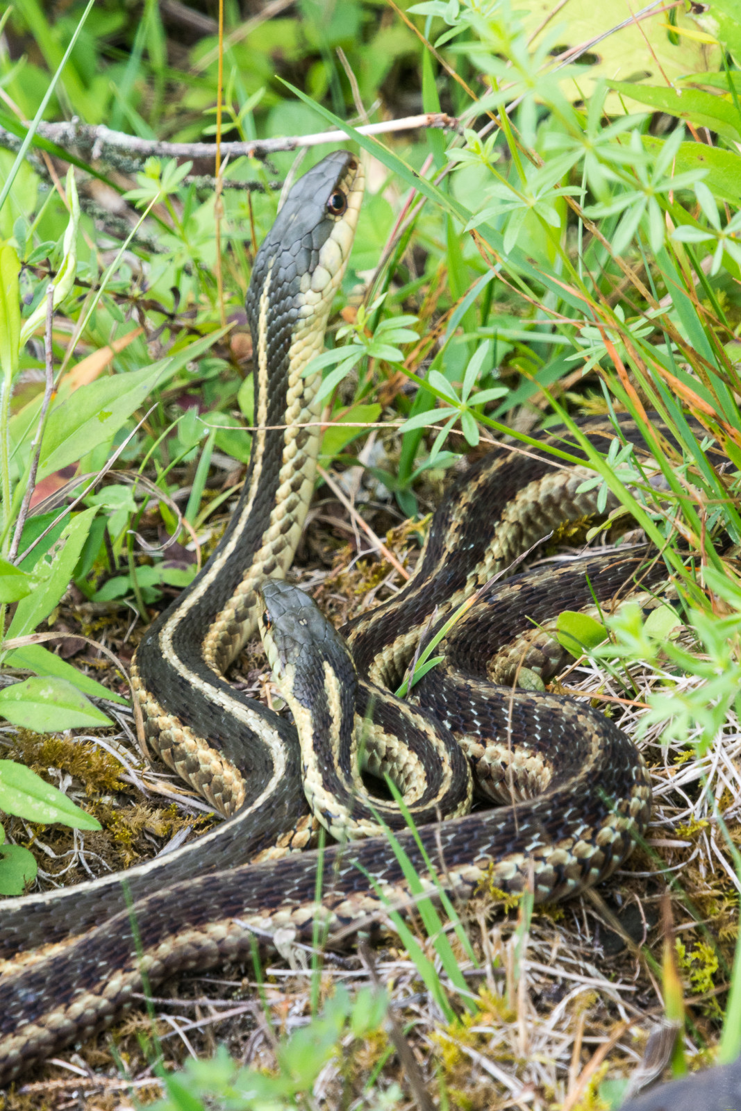 Common Garter Snake (Thamnophis sirtalis)