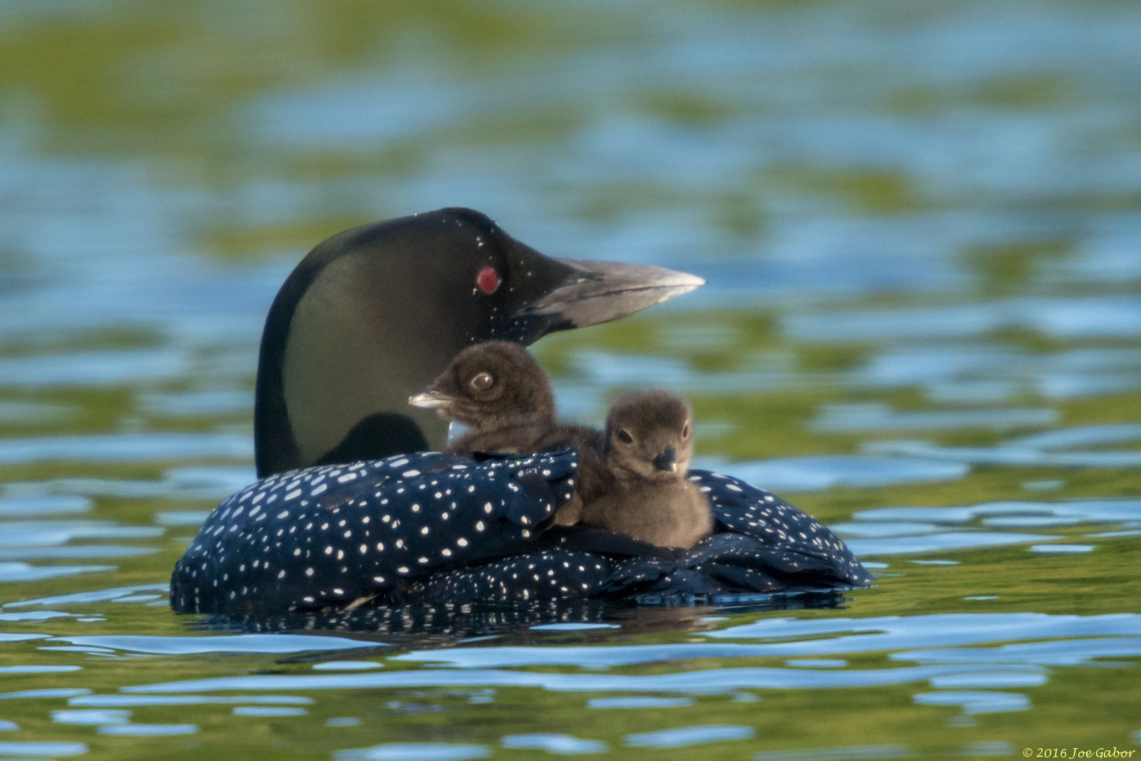Common Loon