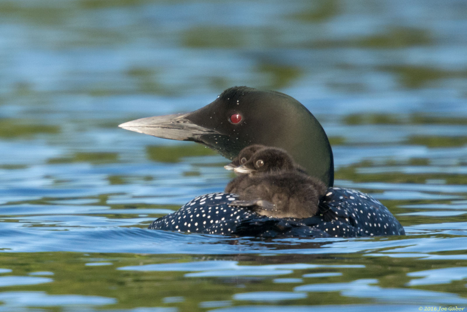 Common Loon