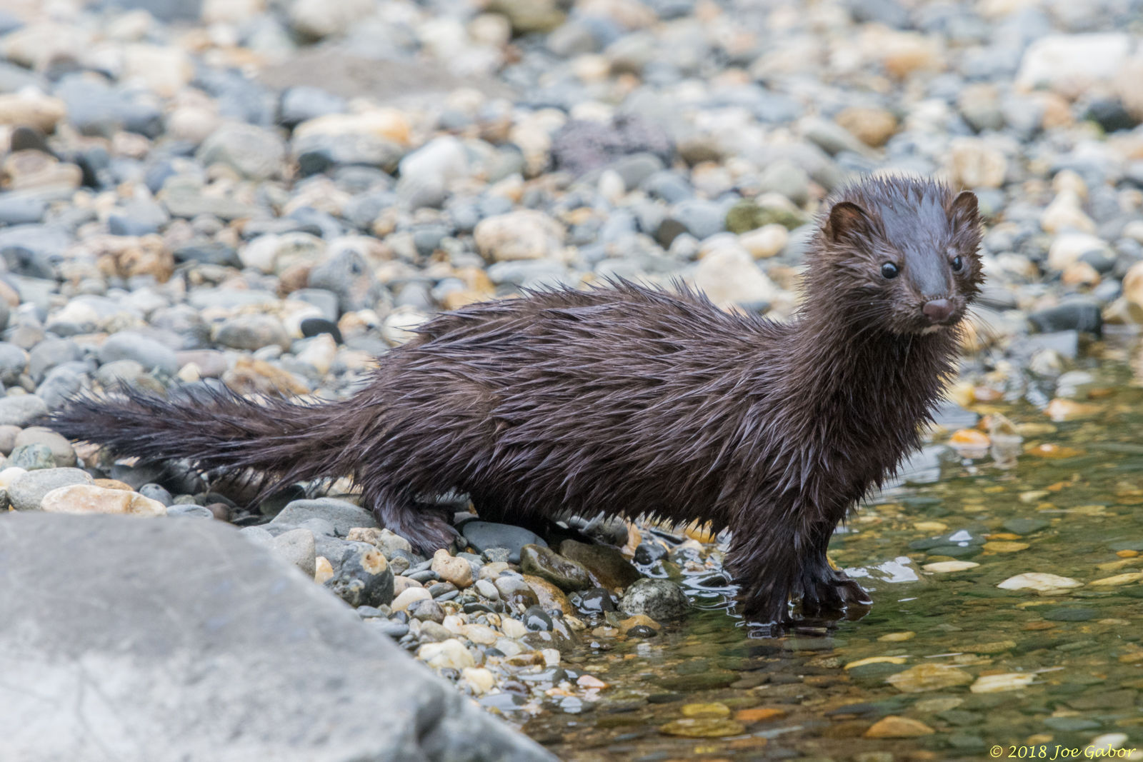 American Mink
(Neovison vison)