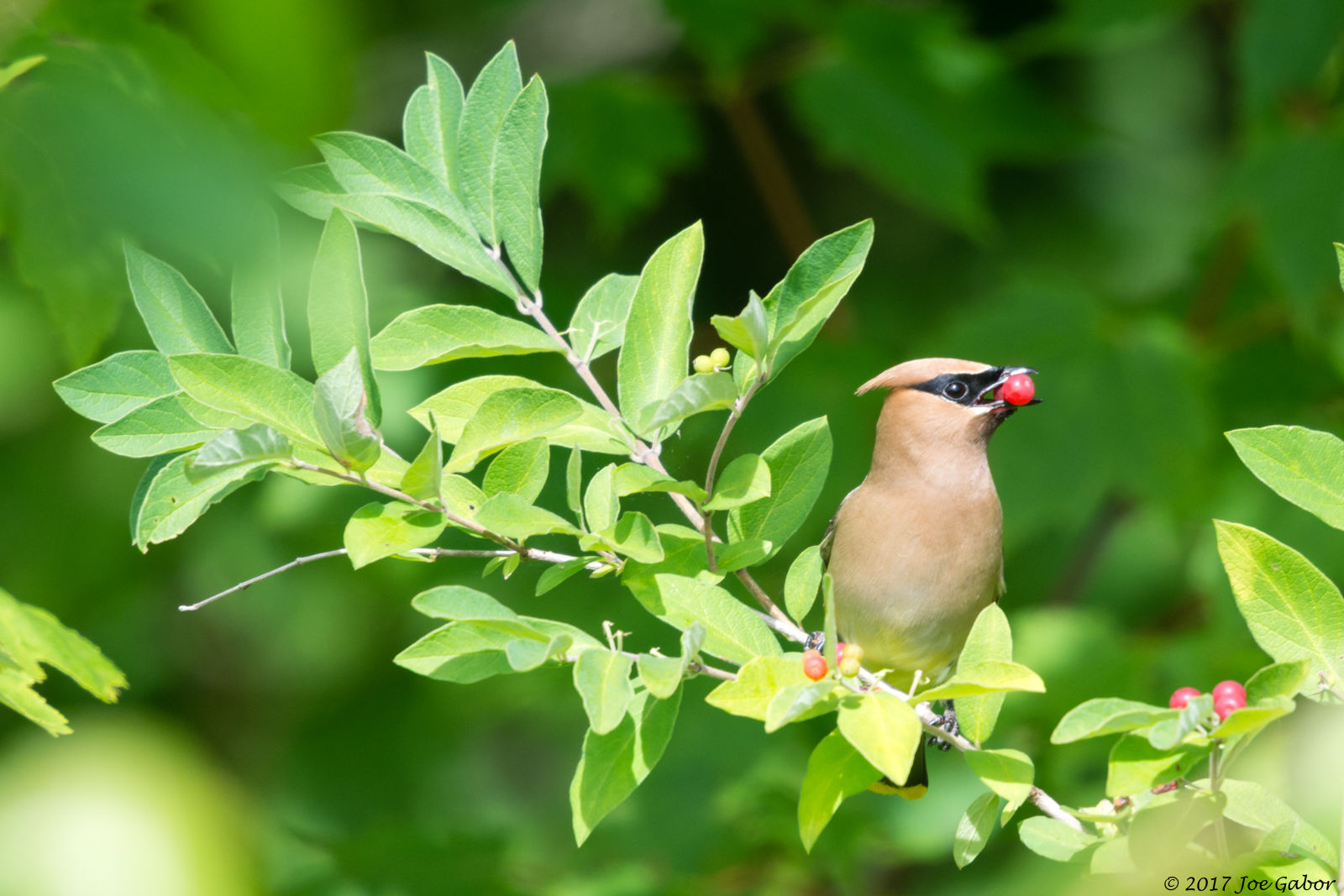 Cedar Waxwing
(Bombycilla cedrorum)