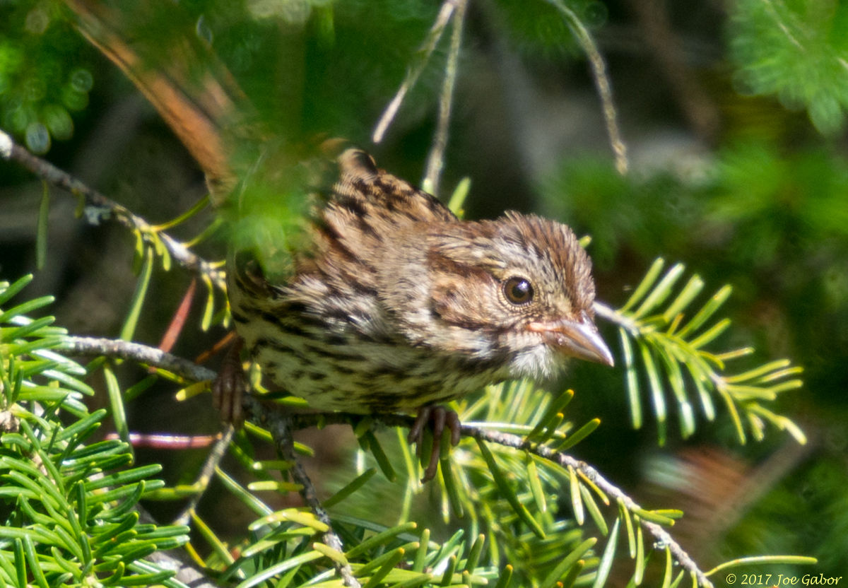 Song Sparrow
(Melospiza melodia)