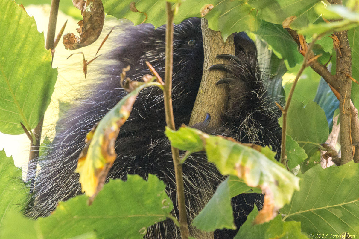 North American Porcupine (Erethizon dorsatum)