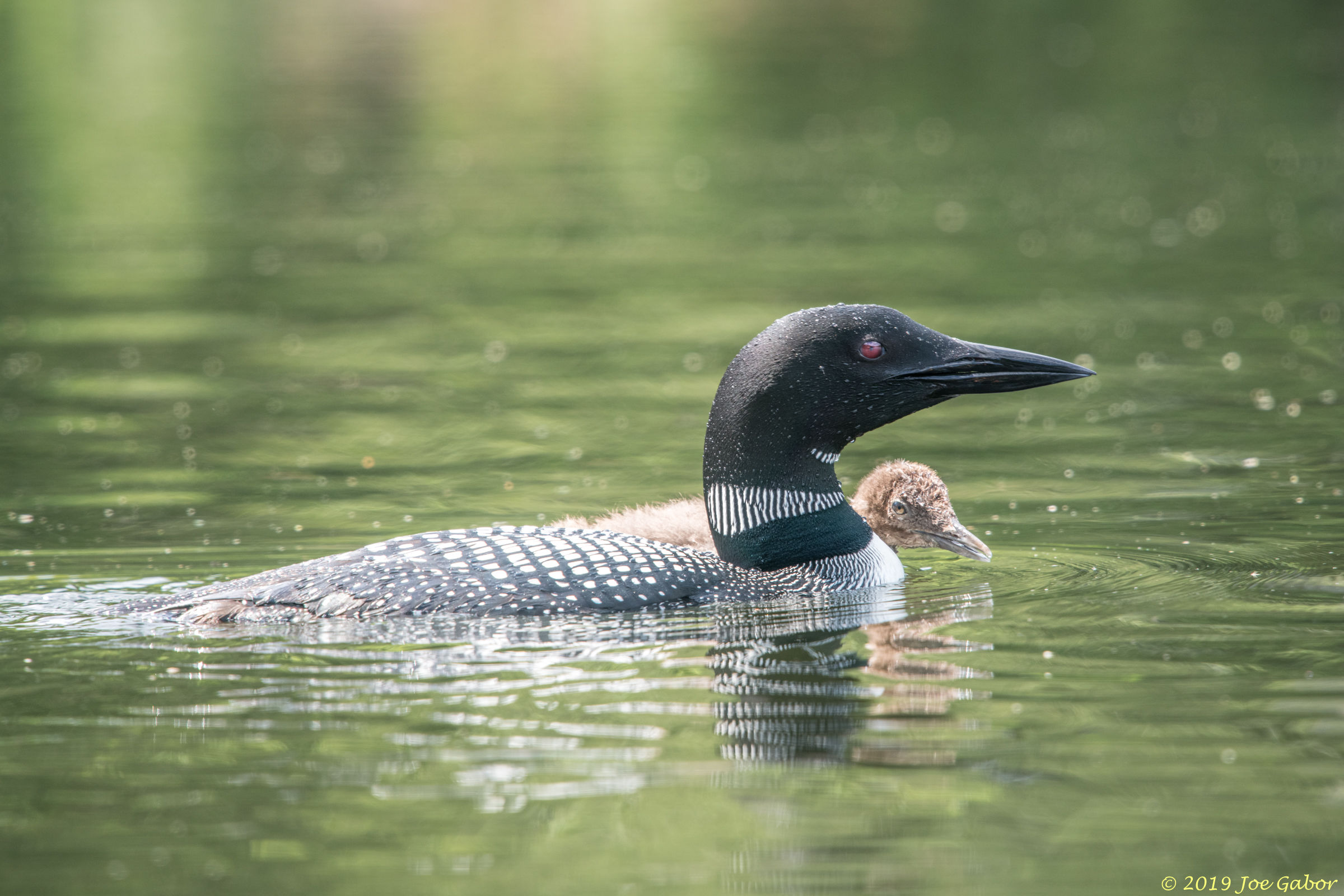 Common Loon                  Gavia immer