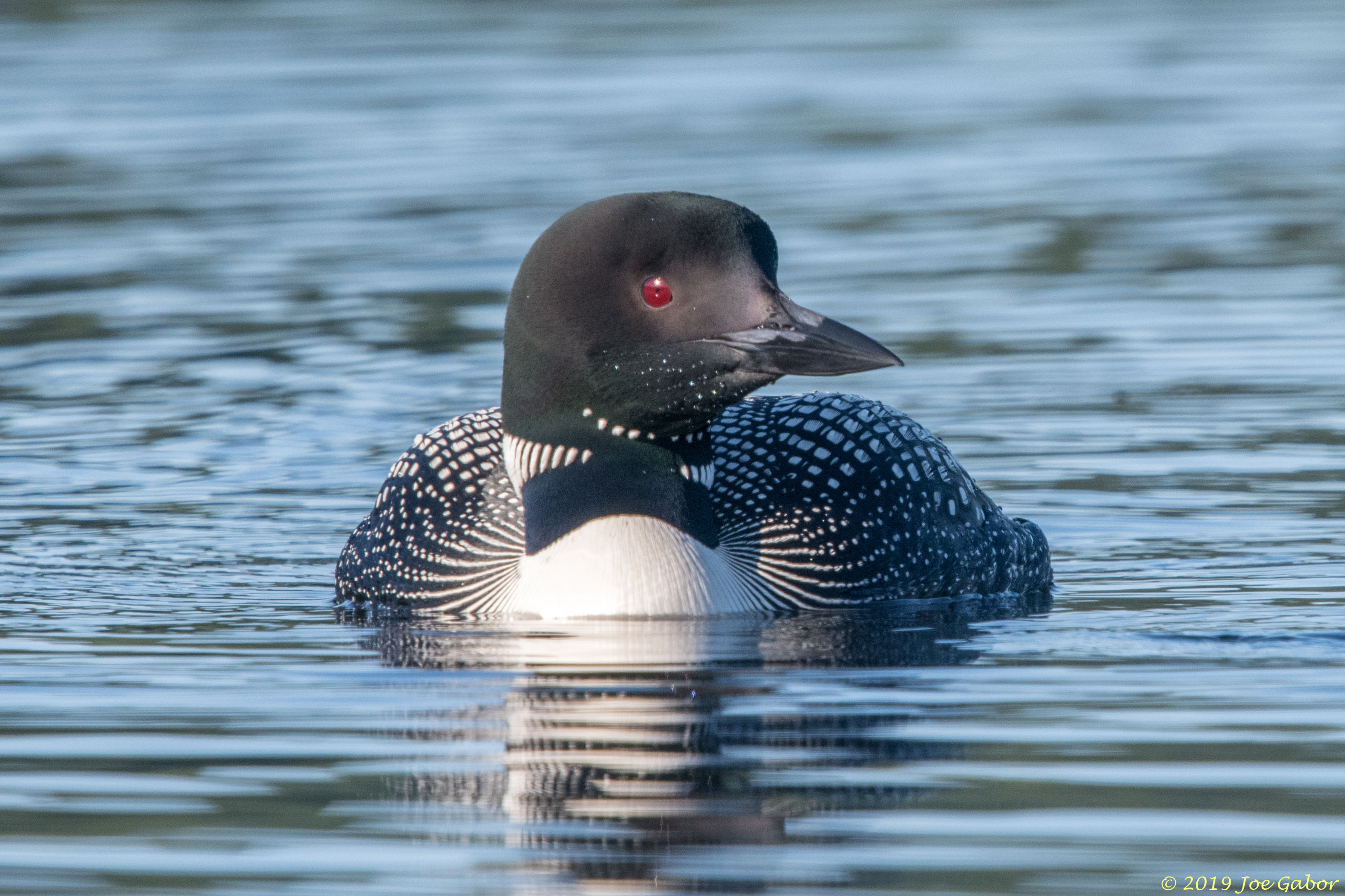 Common Loon                  Gavia immer