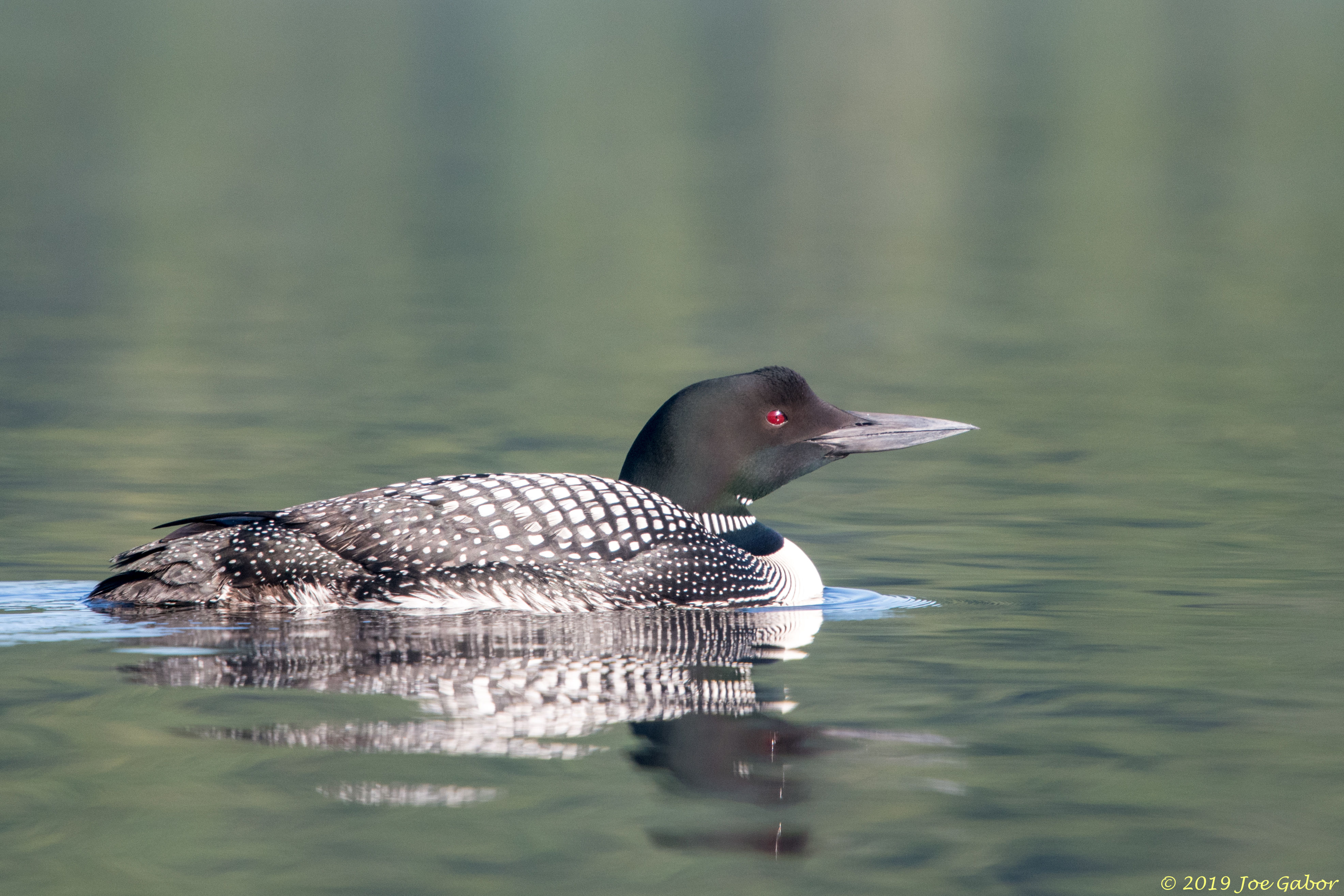 Common Loon                  Gavia immer