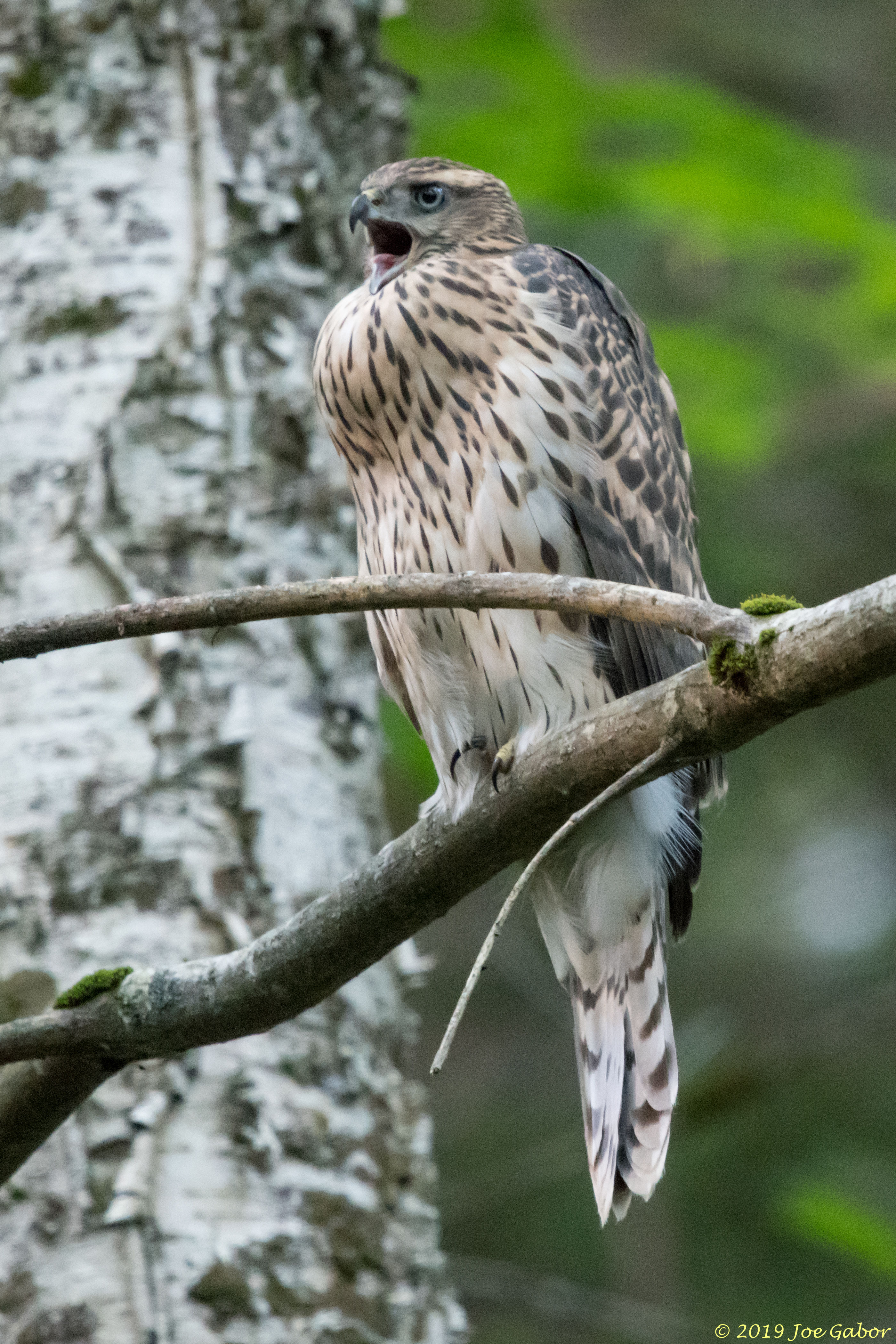 Northern Goshawk
Accipiter gentilis