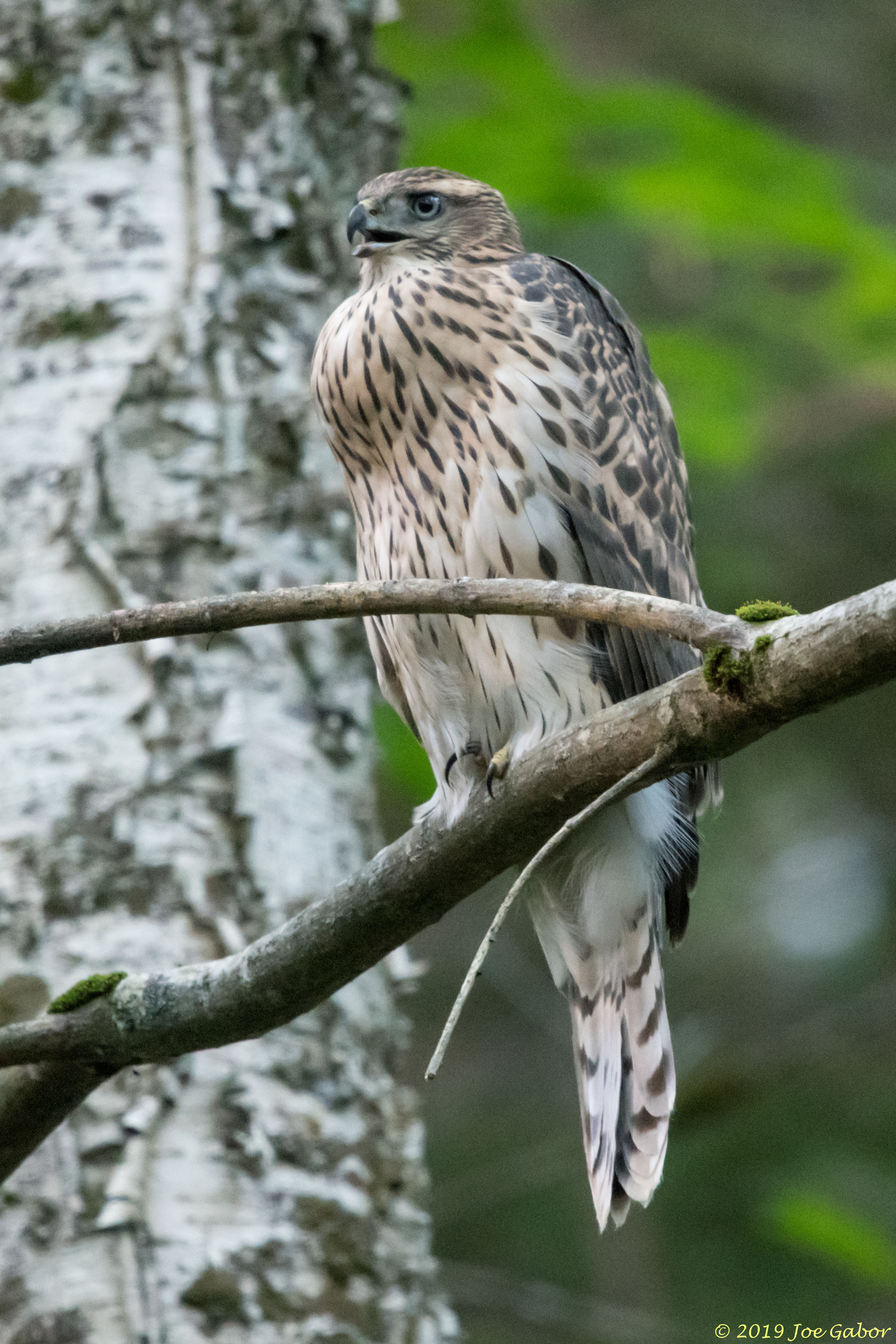 Northern Goshawk
Accipiter gentilis