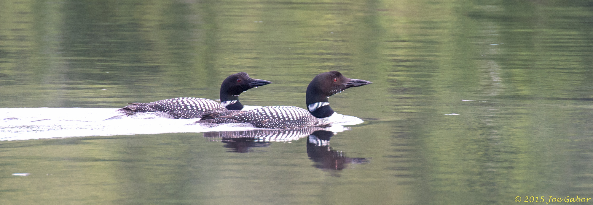 Common Loons