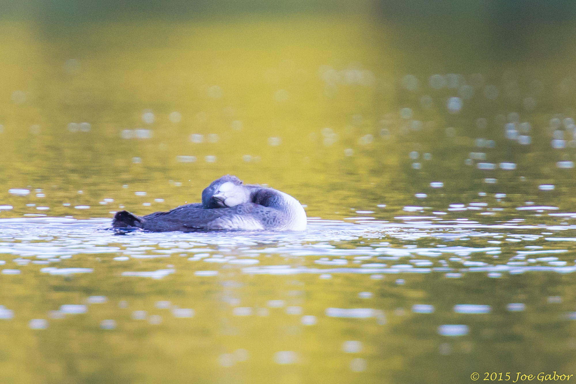 Common Loon chick