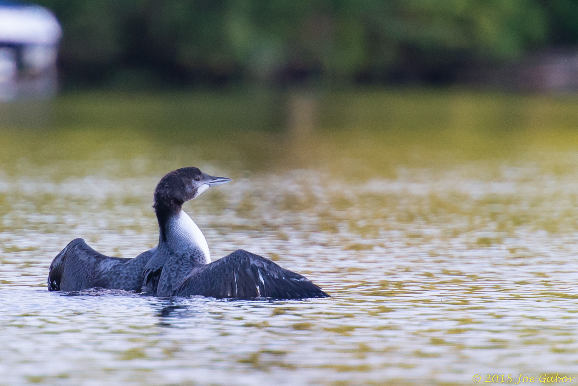 Common Loon
