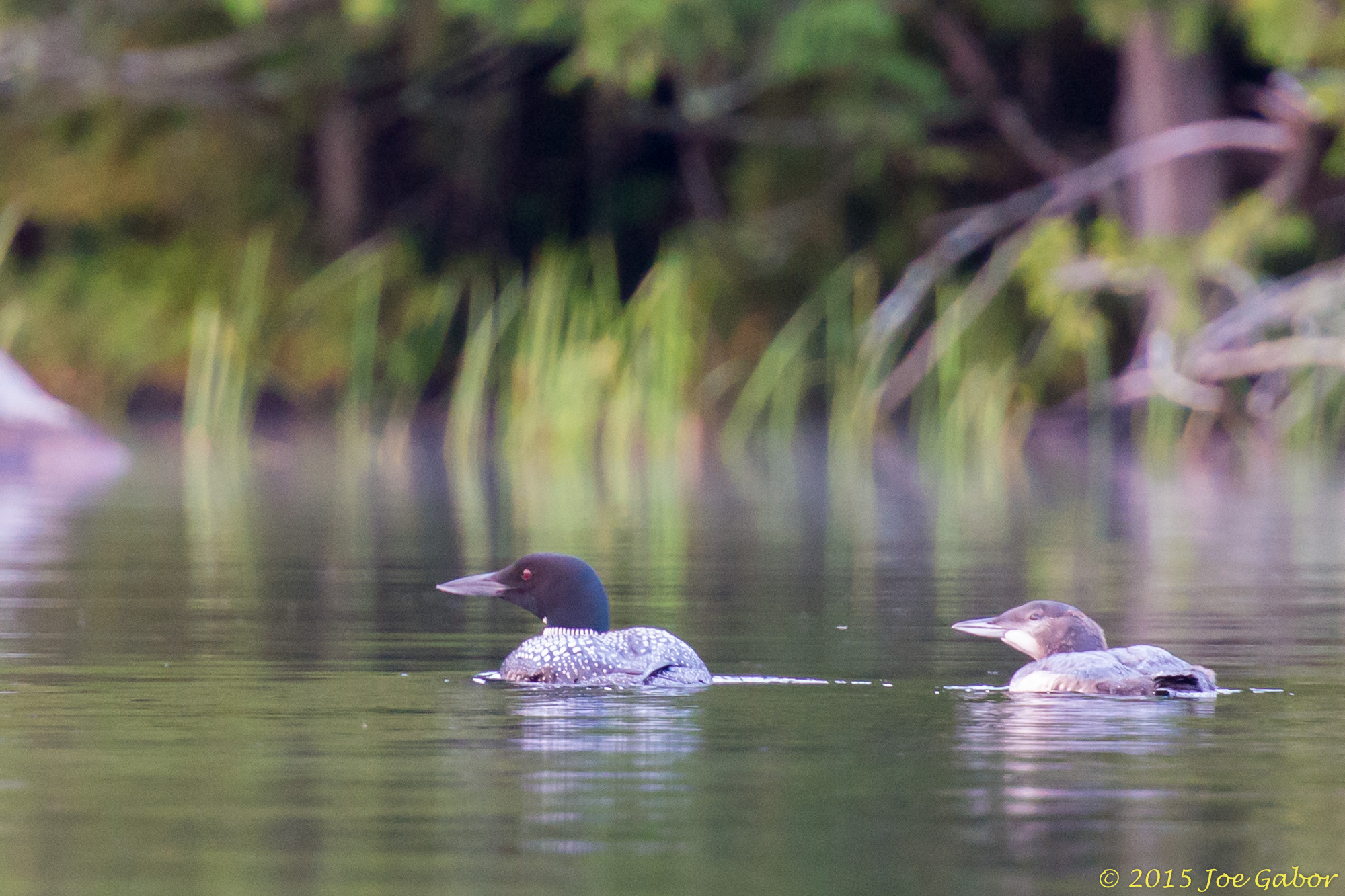 Common Loon