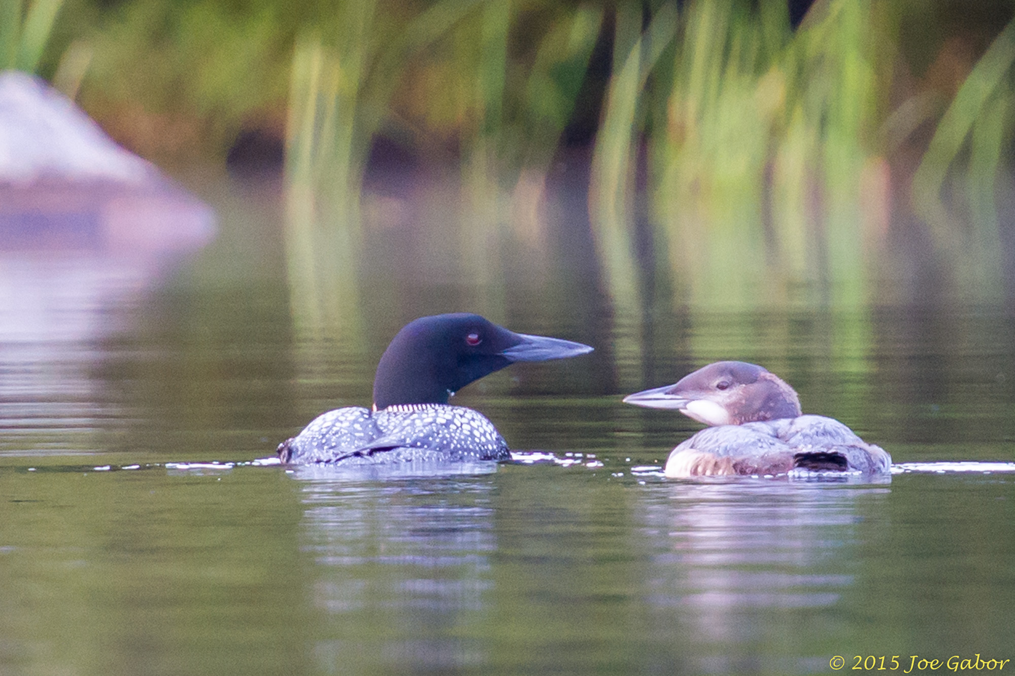 Common Loon