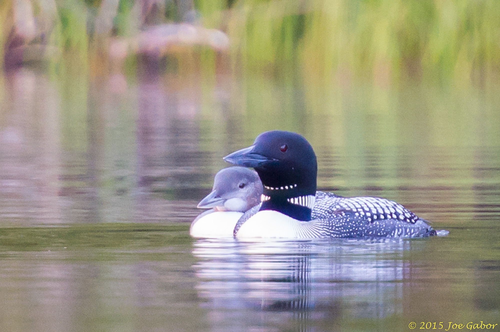 Common Loon