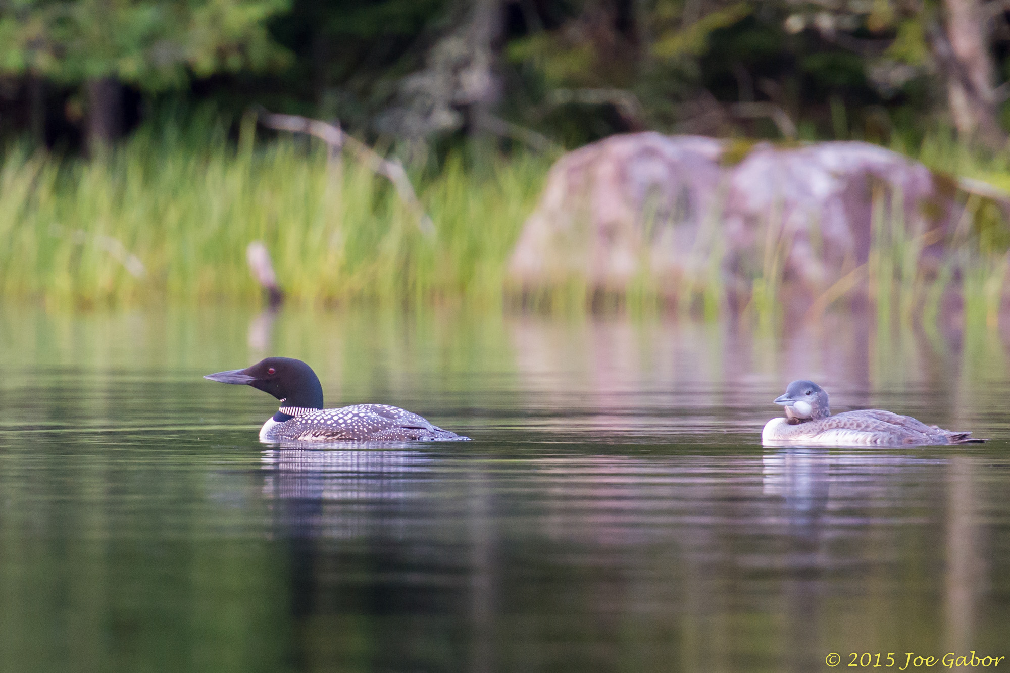 Common Loon