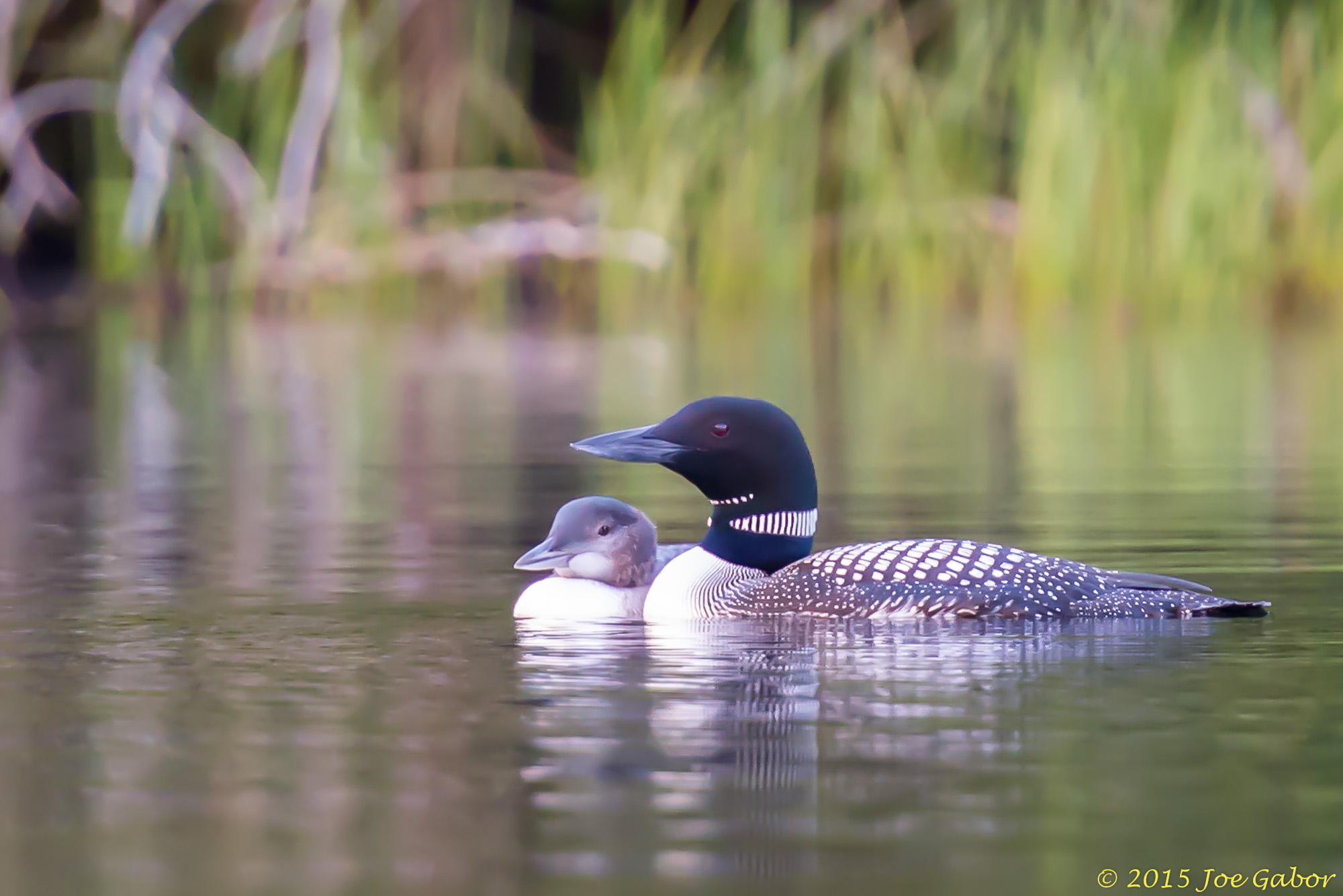 Common Loon