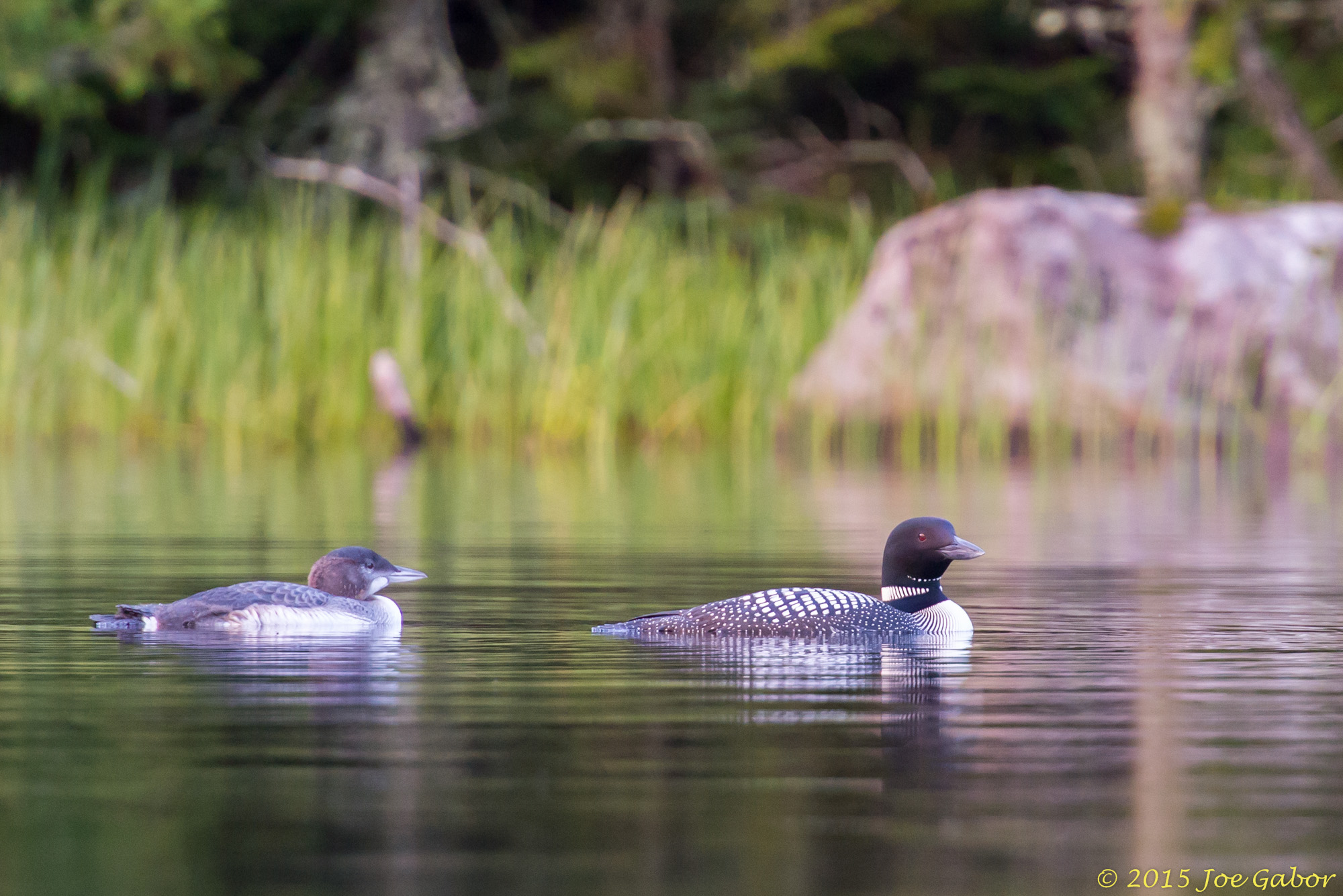 Common Loon