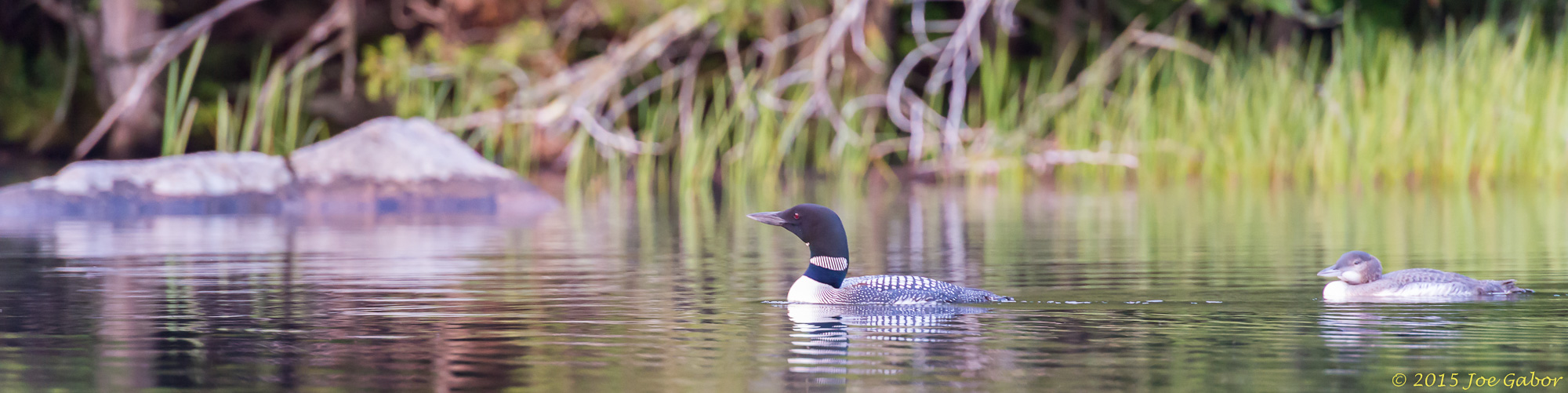 Common Loon