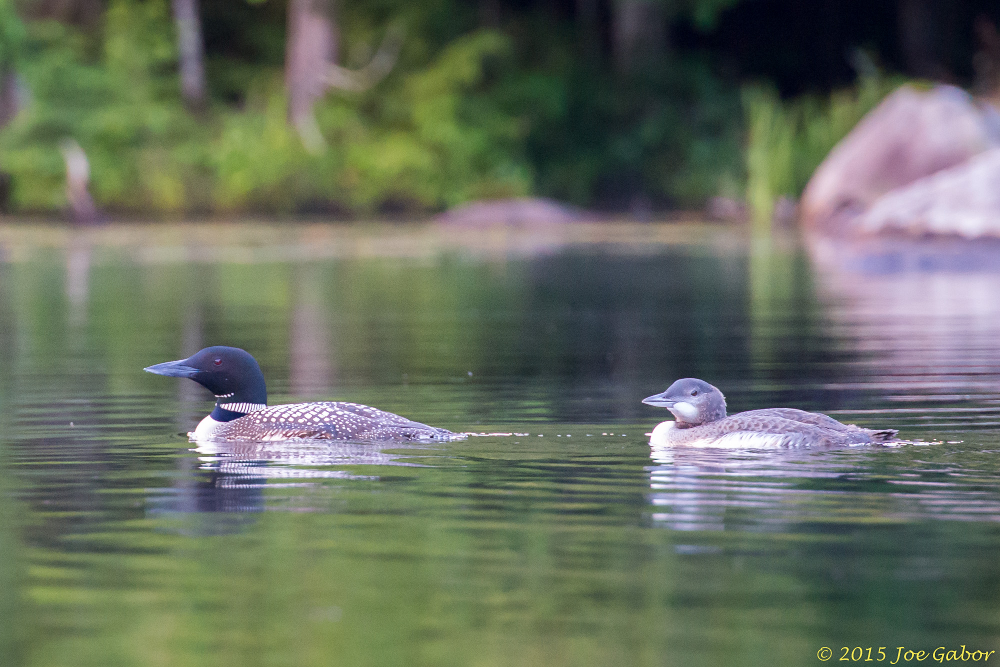Common Loon