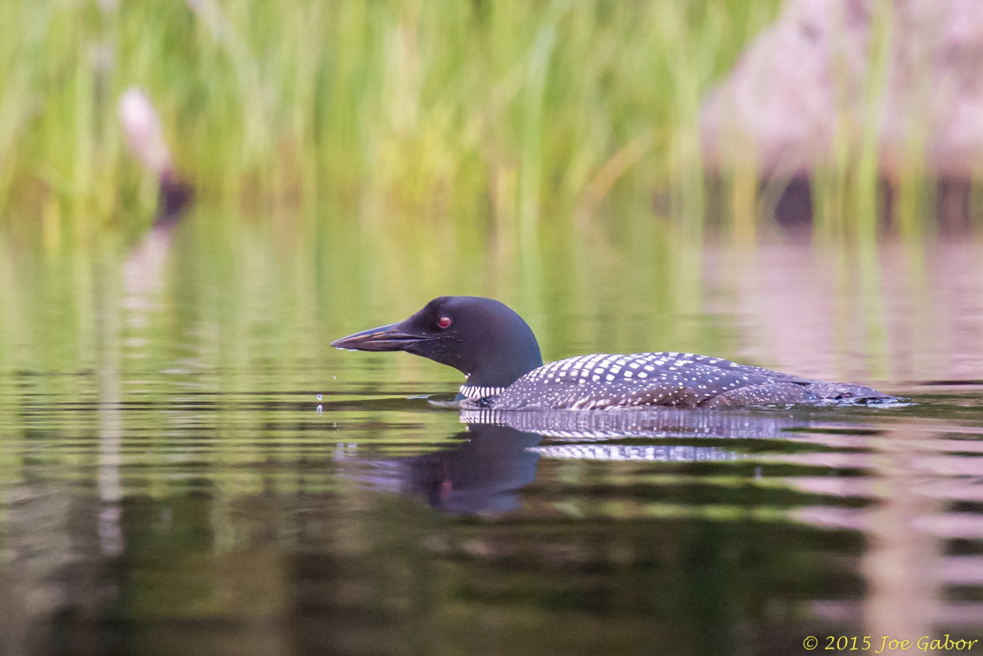 Common Loon