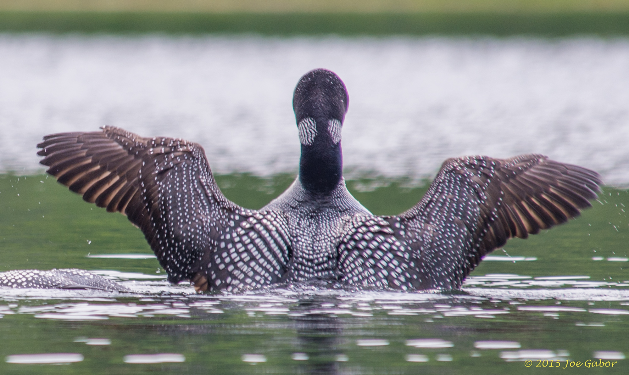 Common Loon