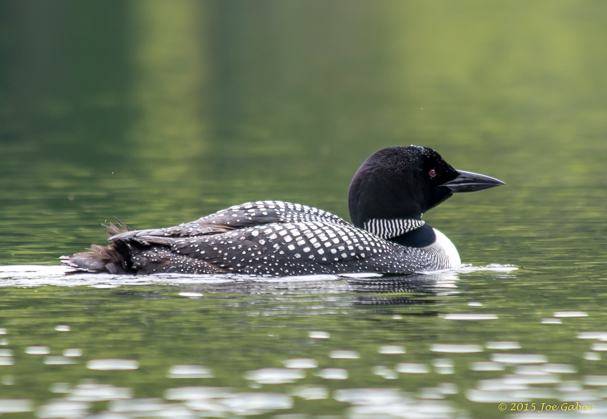 Common Loon