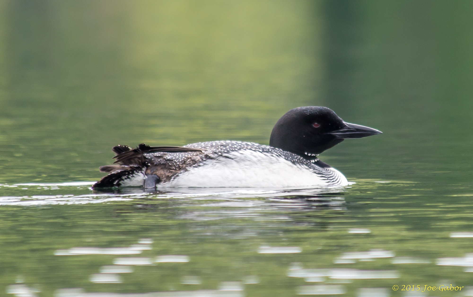 Common Loon