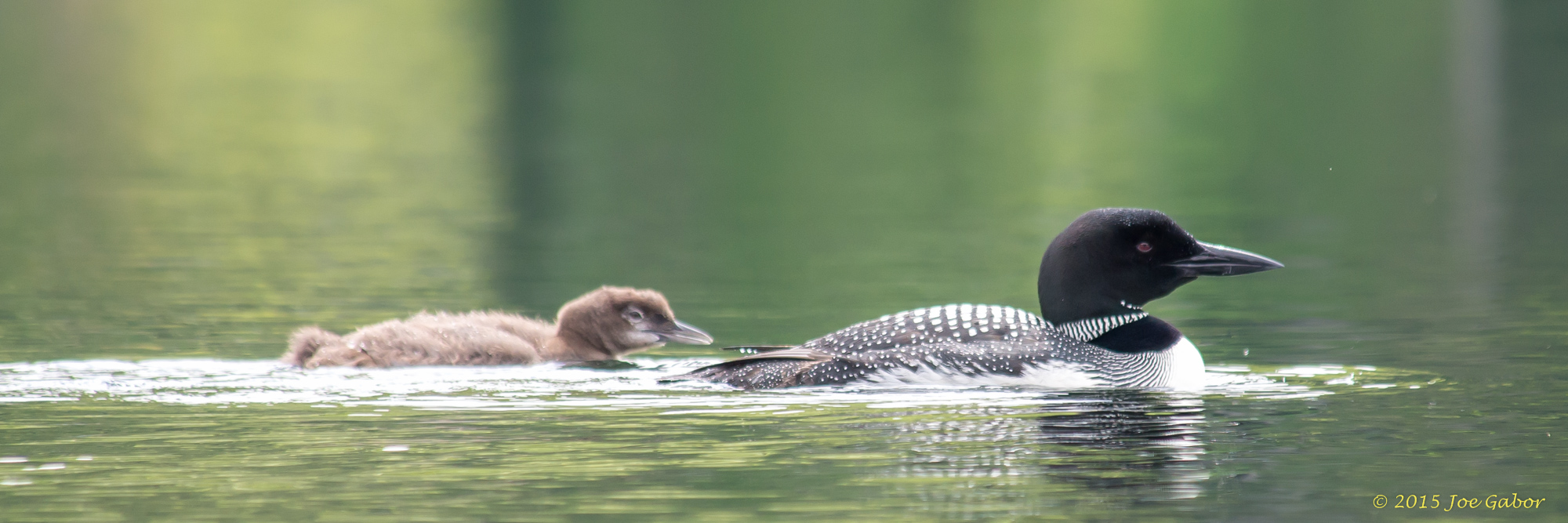 Common Loon