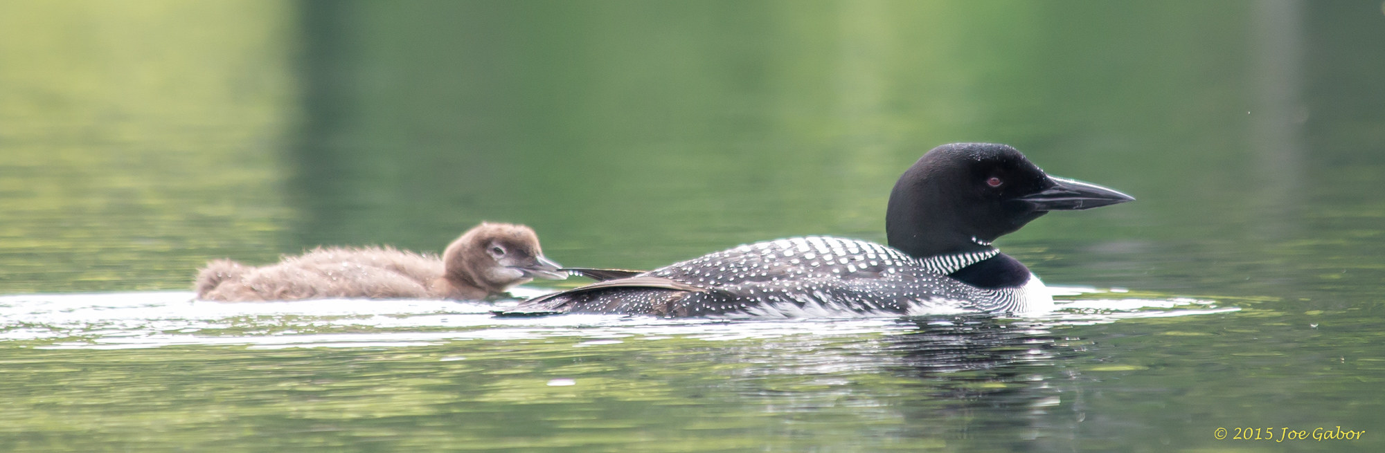 Common Loon