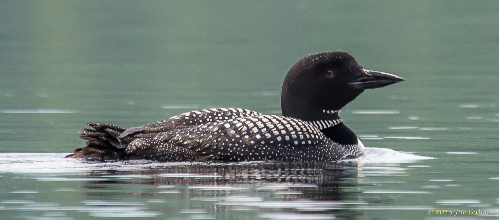 Common Loon