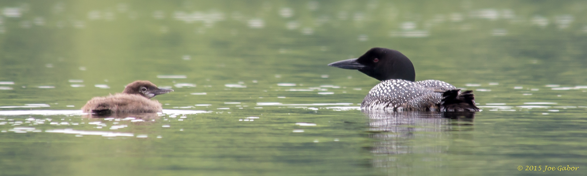 Common Loon